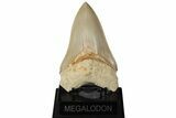 Serrated, Lower Megalodon Tooth - West Java, Indonesia #204842-2